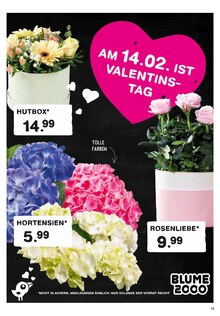 Hortensie im E center Prospekt "Aktuelle Angebote" mit 46 Seiten (Pforzheim)