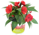 Plectranthus im aktuellen Thomas Philipps Prospekt