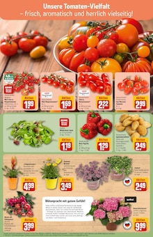 Tomaten im aktuellen REWE Prospekt (Heidelberg) Tomaten im REWE Prospekt "Dein Markt" mit 30 Seiten (Heidelberg)