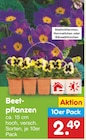 Aktuelles Beetpflanzen Angebot bei Netto Marken-Discount in Oberhausen ab 2,49 €