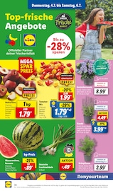 Ähnliche Angebote wie Erdbeerpflanzen im Prospekt "LIDL LOHNT SICH" auf Seite 44 von Lidl in Heilbronn