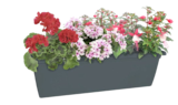 Thomas Philipps Bühl - Riesenauswahl Beet- und Balkonpflanzen, Blumenkasten "Magnolie", Balkonblumendünger Angebot im Prospekt Riesenauswahl Beet- und Balkonpflanzen, Blumenkasten "Magnolie", Balkonblumendünger bei Thomas Philipps im Bühl Prospekt für 1,79 €