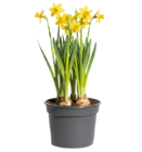 Aktuelles NARZISSE „TÊTE À TÊTE“ Angebot bei OBI in Nürnberg ab 1,49 €