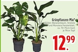Grünpflanzen-Mix Angebote bei EDEKA Landshut für 12,99 €