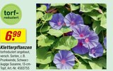 Aktuelles Kletterpflanzen Angebot bei toom Baumarkt in Gelsenkirchen ab 6,99 €