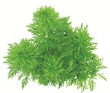 Plantes aquatiques en pot en promo chez Botanic Plantes aquatiques en pot dans le catalogue Botanic