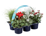 Aktuelle Blumen Angebote bei Lidl in Ulm Aktuelles Herbstmix Angebot bei Lidl in Ulm ab 6,99 €