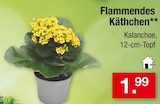 Flammendes Käthchen bei Zimmermann im Oldenburg Prospekt für 1,99 €