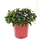 Azalée christine avec cache-pot. Le pot de 13 cm à Botanic dans Villefranche-sur-Saône