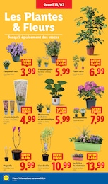 Offre Plante En Pot dans le catalogue Lidl du moment à la page 28