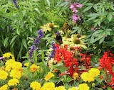 Staudenmix Bauerngarten bei OBI im Marburg Prospekt für 5,99 €