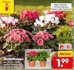 Aktuelle Pflanzen Angebote bei Netto Marken-Discount in Nürnberg Aktuelles Beetpflanzen Angebot bei Netto Marken-Discount in Nürnberg ab 1,99 €