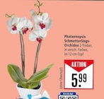 Phalaenopsis Schmetterlings-Orchidee Angebote bei Marktkauf Freiburg für 5,99 €