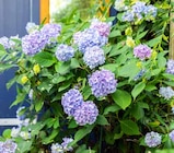 Bauernhortensie Angebote bei Garten-Center Nordharz GmbH & Co. KG Gifhorn für 9,99 €