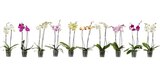 Orchidée - Carrefour à Villeurbanne Orchidée en promo chez Carrefour Villeurbanne à 5,99 €