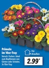 Primeln im 10er-Tray bei Lidl im Trebbin Prospekt für 2,99 €