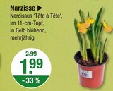 Narzisse von  im aktuellen V-Markt Prospekt für 1,99 €