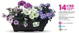 Jardinière anglaise en promo chez Delbard Boulogne-Billancourt à 14,99 €