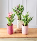 Arum en promo chez Hyper U Saintes à 9,99 €