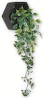 Foire à la plante artificielle - Hyper U à Rouen Foire à la plante artificielle en promo chez Hyper U Rouen à 4,99 €