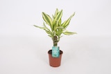 Promo Dracaena Fragrans "Yellow Coast" ECLOZ à 4,99 € dans le catalogue Gamm vert à Loudun