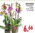 Aktuelle Zimmerpflanzen Angebote bei Marktkauf in Bochum Aktuelles Orchideen 'Phalaenopsis' Angebot bei Marktkauf in Bochum ab 6,66 €