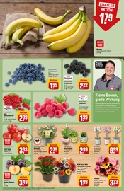 Blumen im REWE Prospekt in Rodgau Aktueller REWE Prospekt mit Blumen, "Dein Markt", Seite 9
