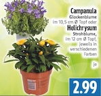 Campanula Glockenblume Angebote bei EDEKA Gießen für 2,99 €