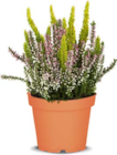 Aktuelles Dreifarbige Besenheide Angebot bei Netto Marken-Discount in Freiburg (Breisgau) ab 2,99 €