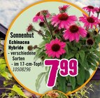 Sonnenhut Echinacea Hybride im Angebot bei Hornbach in Waiblingen Sonnenhut Echinacea Hybride Angebote bei Hornbach Waiblingen für 7,99 €