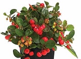 Baum im Dehner Garten-Center Prospekt ROTE TEPICHBEERE im aktuellen Dehner Garten-Center Prospekt für 1,99 €