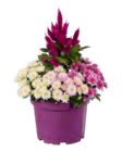 Herbstfeuer-Mix im Angebot bei Lidl in Hoyerswerda Herbstfeuer-Mix Angebote bei Lidl Hoyerswerda für 5,99 €