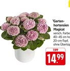 Gartenhortensien Magical Angebote bei E center Heilbronn für 14,99 €