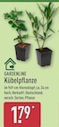 Kübelpflanze von Gardenline für 1,79 € bei ALDI Nord im Angebot Kübelpflanze von Gardenline im aktuellen ALDI Nord Prospekt