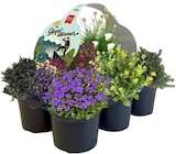 Aktuelles Staudenmix Gipfelstürmer Angebot bei REWE in Magdeburg ab 6,99 €