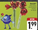 Amaryllis im Angebot bei E center in Chemnitz Amaryllis Angebote bei E center Chemnitz für 1,99 €