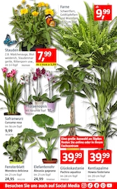 Aktueller BAUHAUS Prospekt mit Gartenpflanzen, "Handzettel KW 32", Seite 7