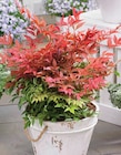 Nandina domestica Pot 17 cm - Intermarché Hyper à Besançon Nandina domestica Pot 17 cm en promo chez Intermarché Hyper Besançon à 12,99 €