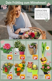 REWE Primel im Prospekt 