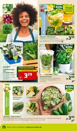 Gurke Angebote im Prospekt "Genuss im Frühlingsgarten!" von Pflanzen Kölle auf Seite 6