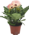 GERBERA - GARDENLINE en promo à 1,99 € chez Aldi GERBERA - GARDENLINE dans le catalogue Aldi