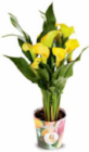 Calla im Angebot bei Netto Marken-Discount in Falkensee Calla Angebote bei Netto Marken-Discount Falkensee für 4,99 €