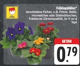 Primel Angebote von Franken bei E center Ansbach für 0,79 €