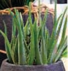 Plantes Vivaces Campanula Muralis en promo chez Hyper U Mulhouse à 5,89 €