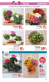 Promos Plante Verte dans le catalogue "Halloween À PRIX BAS" de Super U Plante Verte en promo dans le catalogue Super U à la page 25