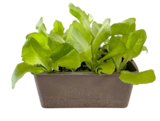 Barquette de 12 plants de salades certifiés ab en mélange - TRUFFAUT à 2,49 € dans le catalogue Truffaut