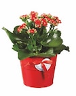 Kalanchoe im farbigen Zinktopf  im aktuellen Lidl Prospekt für 2,99 €