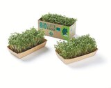 Deutsche Gartenkresse Angebot in Elchingen, Donau Deutsche Gartenkresse im aktuellen Prospekt bei Lidl in Elchingen, Donau