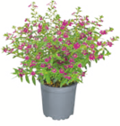 toom Baumarkt Täferrot - Köcherblümchen Angebot im Prospekt Köcherblümchen bei toom Baumarkt im Täferrot Prospekt für 2,49 €