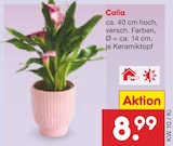 Aktuelles Calla Angebot bei Netto Marken-Discount in Oberhausen ab 8,99 €